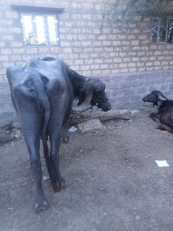 થંબનેલ 3