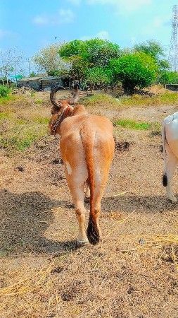 થંબનેલ 3