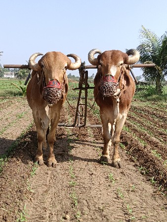 aa baldhu vesvana se