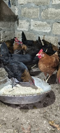 થંબનેલ 3