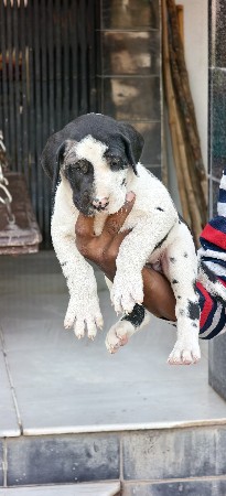 હાર્લીક્વીન ગ્રેટ ડેન ફિમેલ