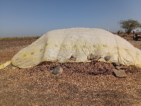 મગફળી નો ચારો (ભૂકો)