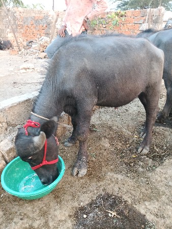 थंबनेल 2