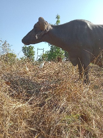 ભેંસ વેચવાની છે