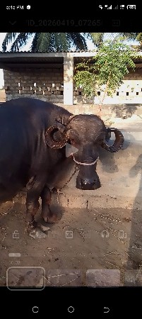 थंबनेल 3