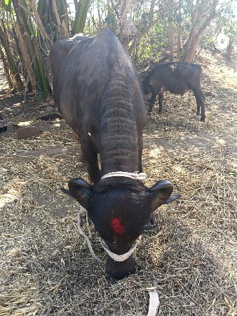 थंबनेल 3