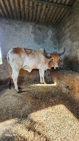 थंबनेल 2