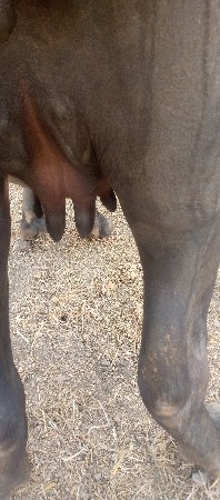 ભેંસ વેચવાની છે