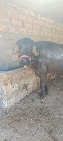 પાડો વેચવાનો છે