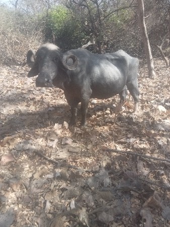 ભગર વેચવા ની છે