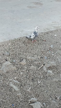 કબુતર નો વિડીયો નાખો ફોટો