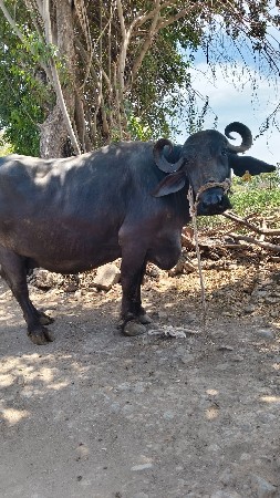 थंबनेल 3