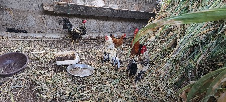 थंबनेल 3