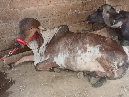 थंबनेल 3