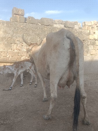 ગાય વેચવા ની છે