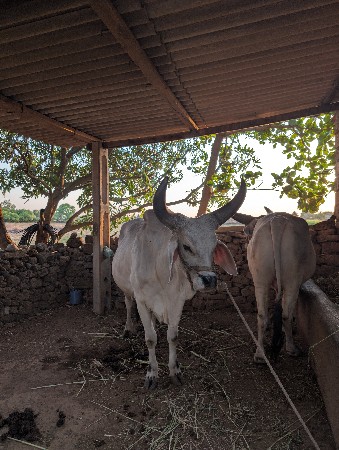 વઢિયારા બળદ વેચવાના છે