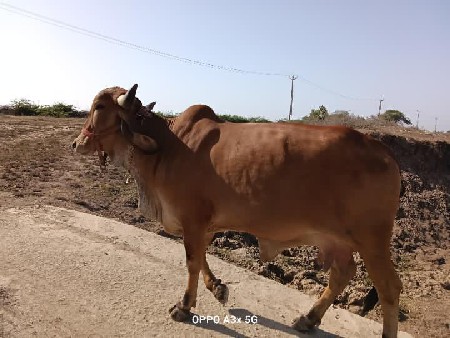 વેચવા ની છે