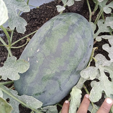 તરબૂચ વેચાણ કરવાના છે