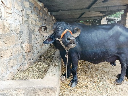 ભેસ વેસવાની છે