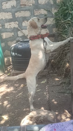 લેબ કૂતરી વેચવાની સે સાટા નથી