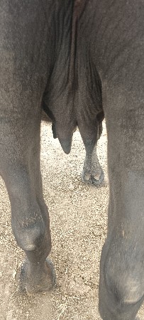 ખંખેરી.પેલૂ.વેતર