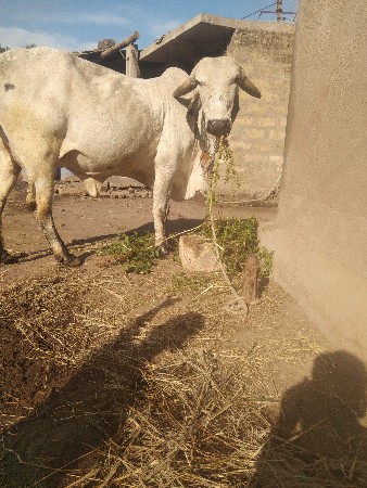 ગાય વેચવા ની છે