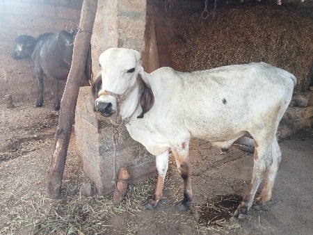 વાસળો વેચવાનો છે 1 વર્ષ નો છે