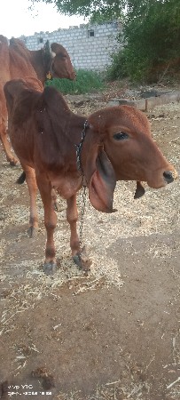 थंबनेल 3