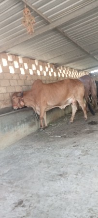 વેસવાનીછે