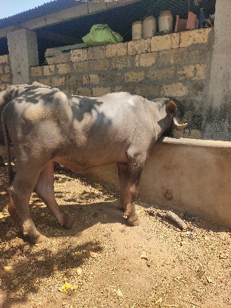 વેચવાની છે