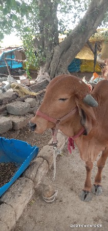 વાછડી વેચવાની છે. 3 વર્ષ ની છે.