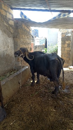 थंबनेल 3