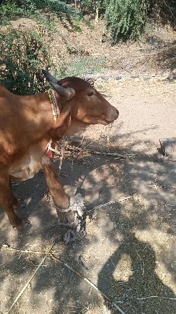 थंबनेल 3