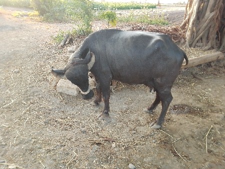 थंबनेल 2