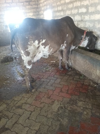 ગાય વેચવાની છે