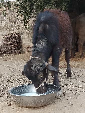 थंबनेल 2