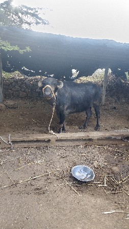 પેલા વેધર ની છે