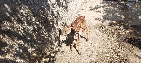 ગાય વેચવાની છે