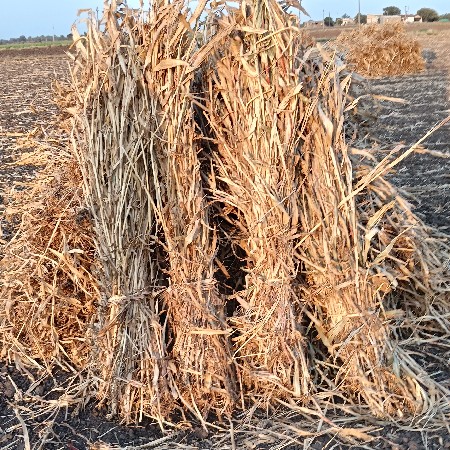 જુવાર ની નીરણ