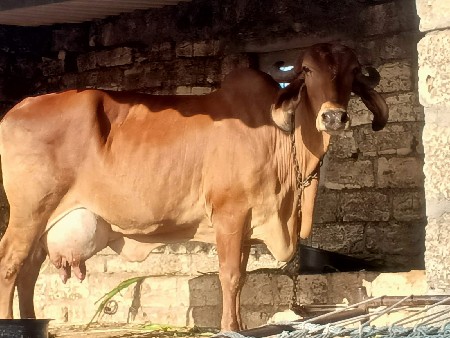 ગાય વેચવાની છે