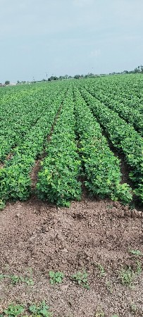 ૬૬ નંબર માડવિ કોરી છે