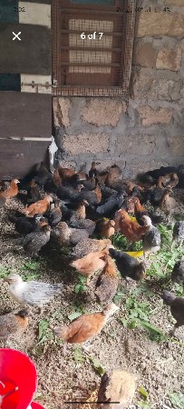 દેશી મરઘી ના પાથડા