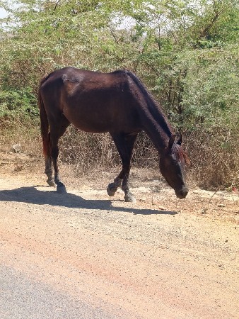 ધોણી વેચવા નીછે