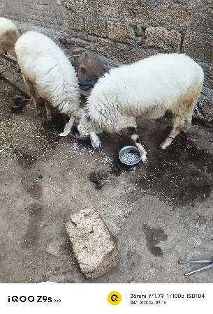 6  ઘેટાં વેચવાના છે