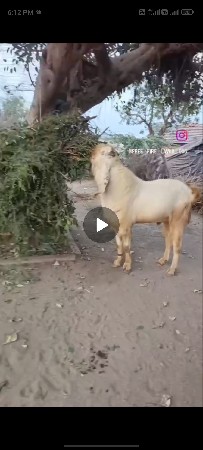 ORIJNAL HEDRABADI BAKRO