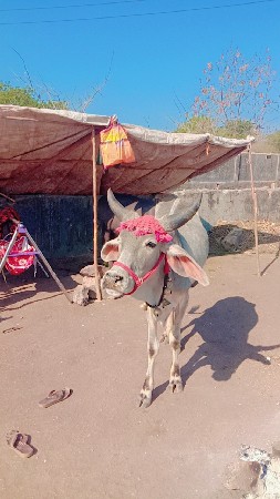 थंबनेल 2