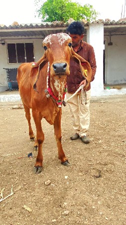 ગીર વાછડી વેચવાની છે.