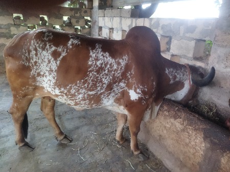 ગીર ગાય વેચવાની છે