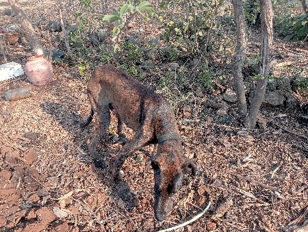 મિટિંગ માટે ગ્રેટ ડેન વેચવા માટ