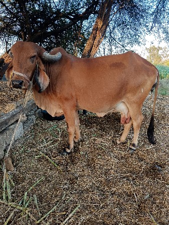 બીજું વેતર